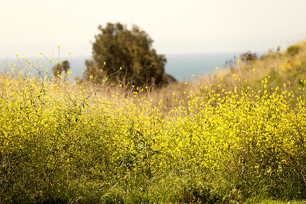 Path to the Beach - 09