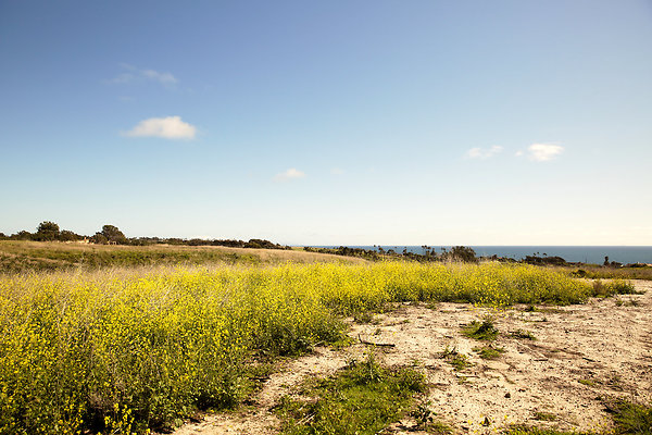 Path to the Beach - 02