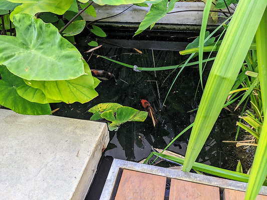 12378 garden 6