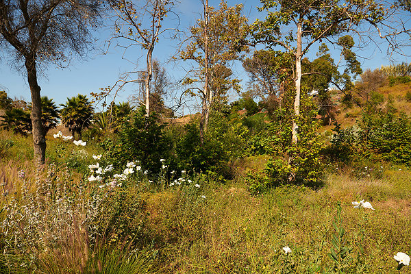 Beyond the Knoll - 24