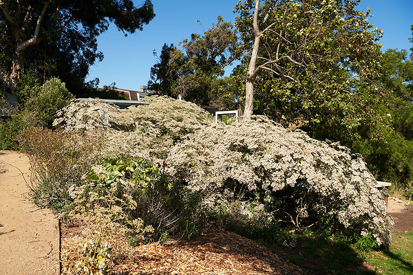 Front Garden - 03