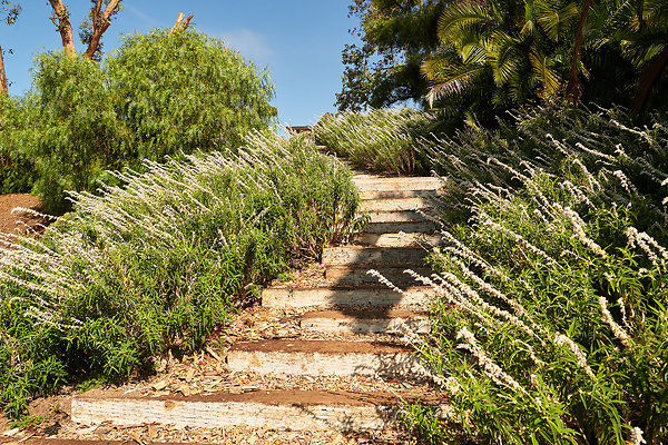 Front Garden - 02