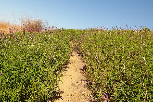 Beyond the Knoll - 14