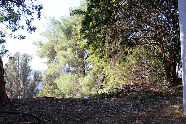 IMG 7739