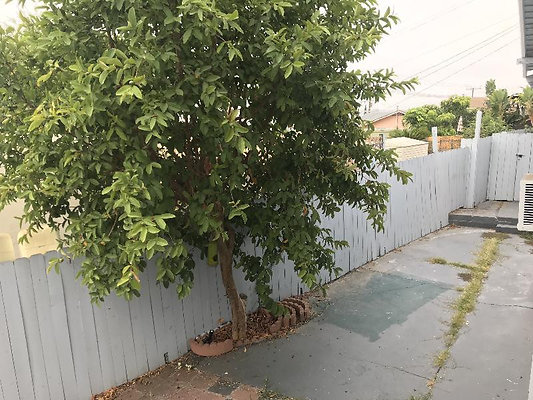 10924 garden 4 10924 garden 4