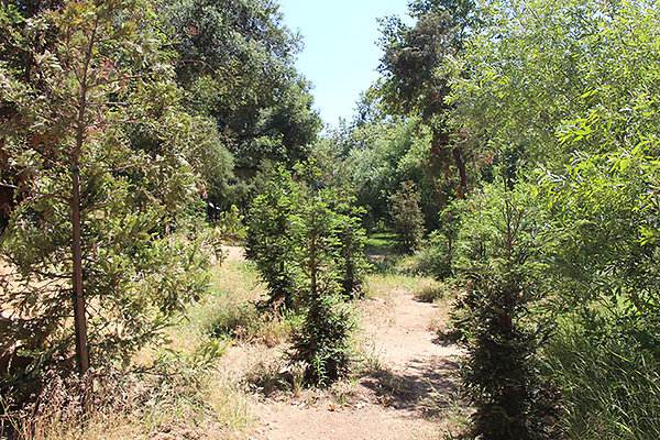 Pine Forest near Creek extension 001