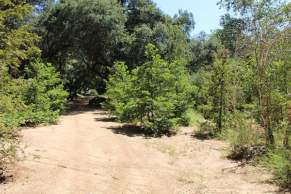 Pine Forest near Creek extension 006