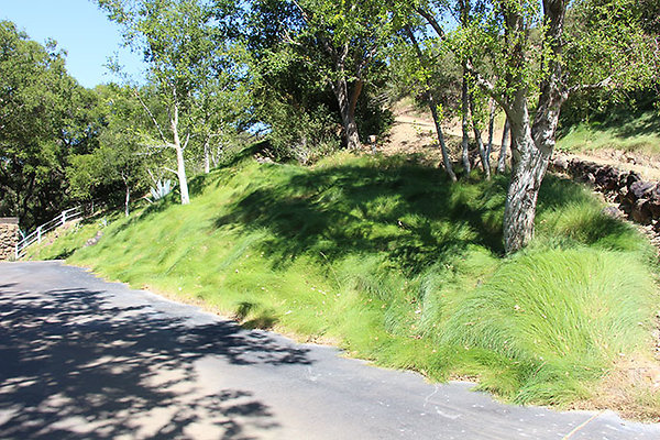 Dirt Road and Grass near Entry extension 030