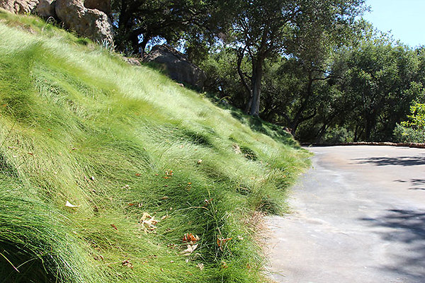 Dirt Road and Grass near Entry extension 048