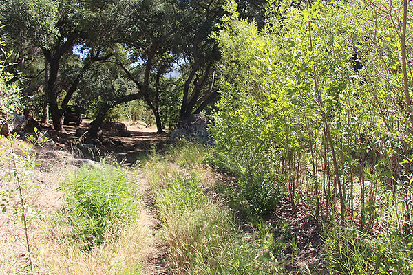 Along Creek to Main Cabin extension 018