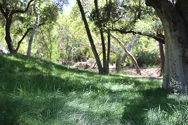 Along Creek to Main Cabin extension 048