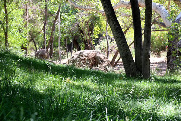 Along Creek to Main Cabin extension 049