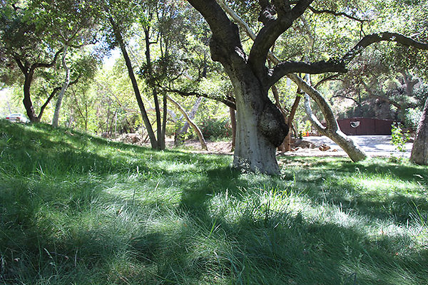 Along Creek to Main Cabin extension 051