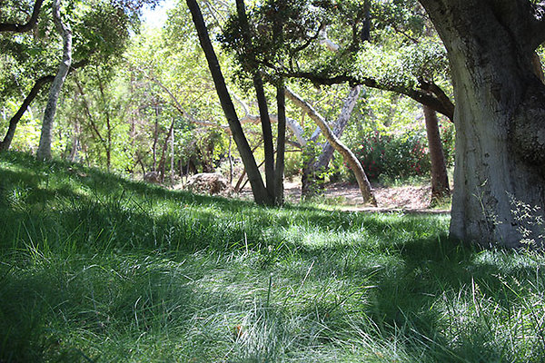 Along Creek to Main Cabin extension 045