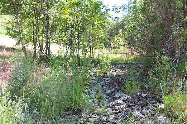 Along Creek to Main Cabin extension 011