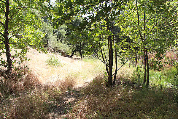 Along Creek to Main Cabin extension 003