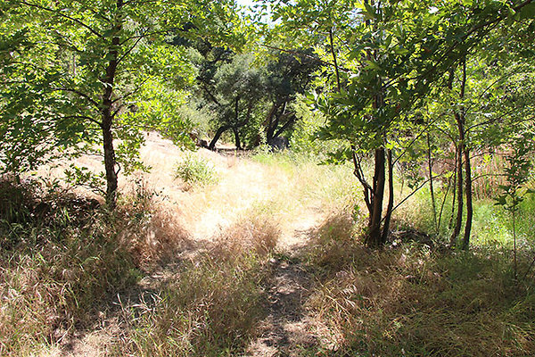 Along Creek to Main Cabin extension 014