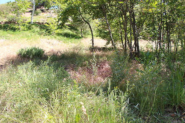 Along Creek to Main Cabin extension 012