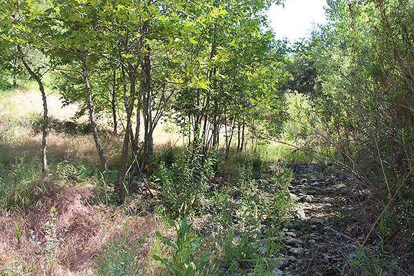 Along Creek to Main Cabin extension 009