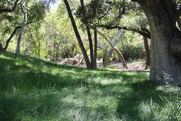 Along Creek to Main Cabin extension 047